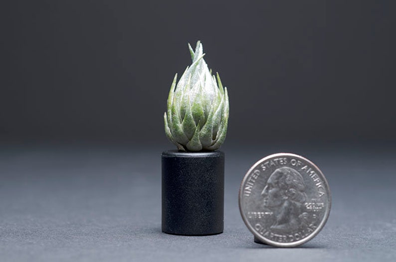 Tillandsia Kautskyi EXTREMELY RARE Miniature Air Plant image 9