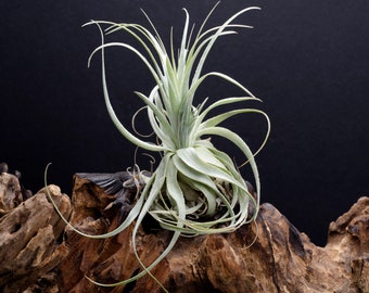 Tillandsia Gardneri - RARE - Delicate, Soft, Silver, Air Plant | Indoor House Plant, Easy Care Plant, Office Plant, Bromeliad, Air Plants