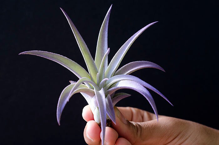 Harrisii Air Plant - Purple | Tillandsia, Indoor House plant, Low Mai…