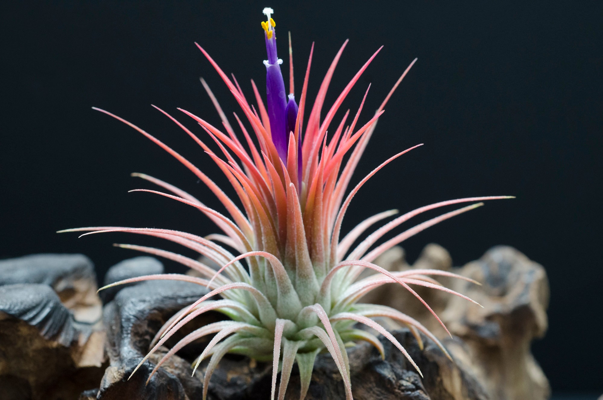 ラスト　T. ionantha ‘Orange' T'S TROPICALS ラスト T. ionantha 'Orange' T'S TROPICALS 【公式通販】