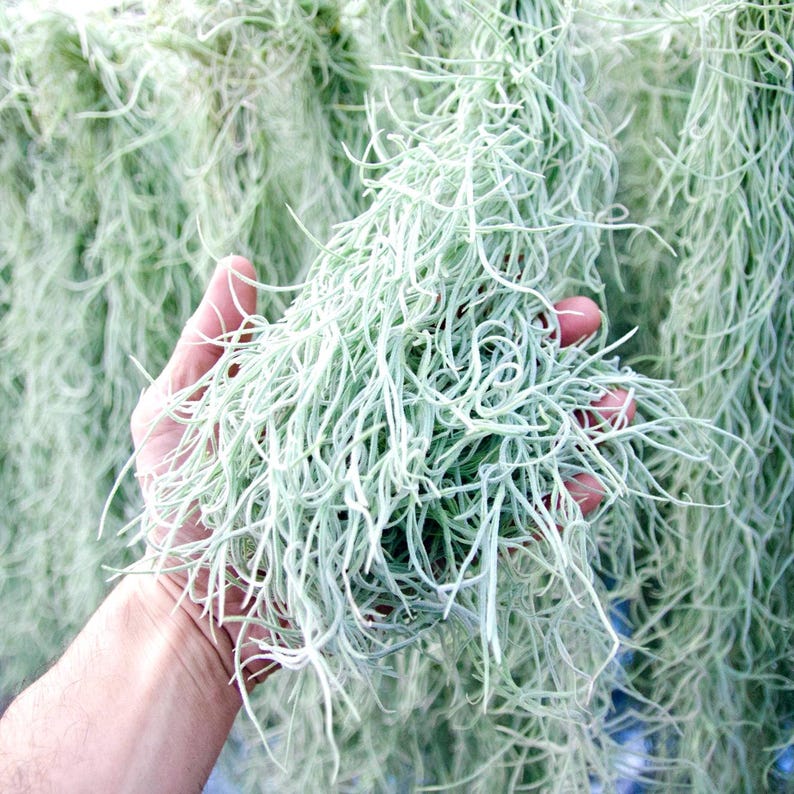 Spanish Moss Rare Thick Form - Live - EXTRA LONG OPTION - Usneoides No. 3 - Air Plant | Tillandsia, Easy, Indoor House Plant, Air Purifying afbeelding 4