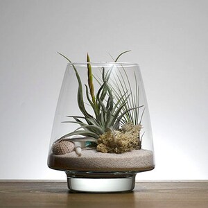 May include: A clear glass terrarium with a tapered shape containing light-colored sand, a small sea urchin shell, a piece of textured beige coral, and several green air plants with thin, pointed leaves and a single yellow-tipped bloom.