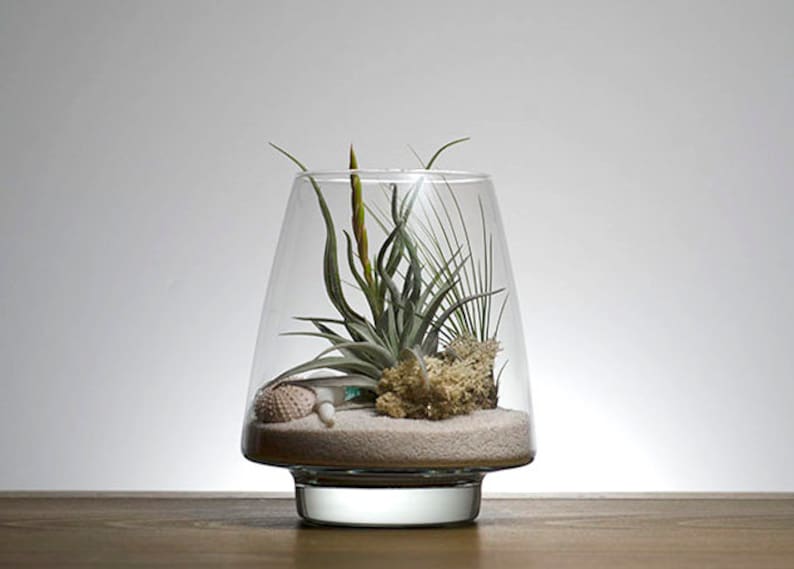 May include: A clear glass terrarium with a tapered shape containing light-colored sand, a small sea urchin shell, a piece of textured beige coral, and several green air plants with thin, pointed leaves and a single yellow-tipped bloom.