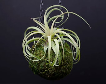 money plant pothos Money Plant Golden main image 1