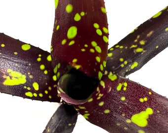 Neoregelia Dominus "Domino" - Deep Red Purple Coloring, Green Spots, Bare Roots, Self Propagating, Bromeliad Family