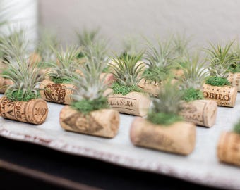 25 Wine Cork Air Plant Wedding Favor Magnets