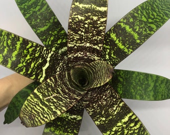 Vriesea Fosteriana | Cream and Maroon Variegated Foliage, Bromeliad Family, Cream Flower Spike with Maroon Spots, Night Blooming, Large