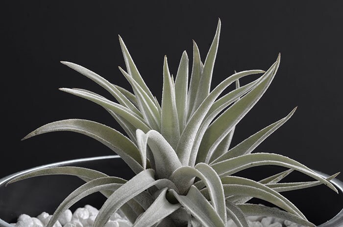 Harrisii Air Plant | Tillandsia, Silver Air Plants, Indoor House Plan…