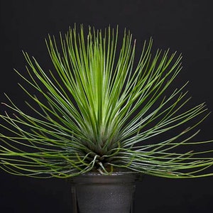 Tillandsia Andreana - RARE | Air Plant, Unusual Indoor House Plant, Low Maintenance, Air Purifying, Red Bloom Air Plants, Succulent