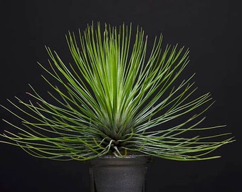 Tillandsia Andreana - RARE | Air Plant, Unusual Indoor House Plant, Low Maintenance, Air Purifying, Red Bloom Air Plants, Succulent