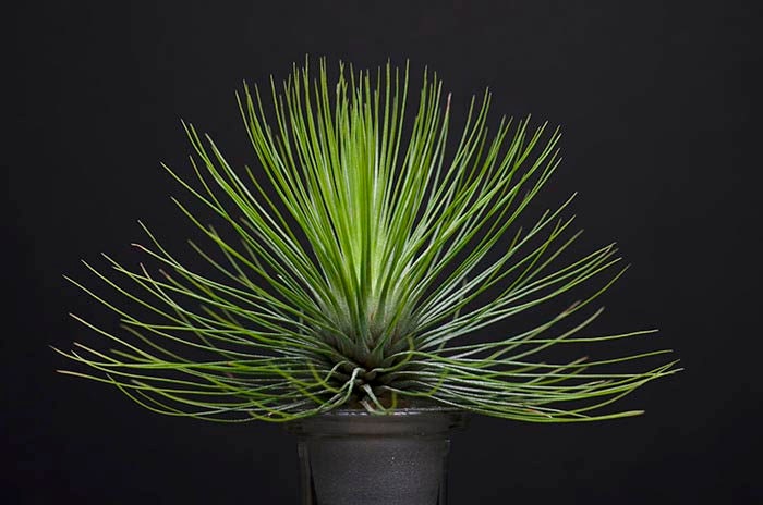 Tillandsia Andreana - RARE | Air Plant, Unusual Indoor House Plant, L…