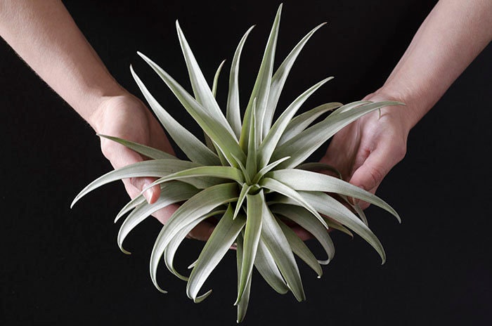 Tillandsia Capitata Yellow Air Plant - Rare | Yellow Star Bloom, Low …