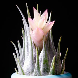 Tillandsia Kautskyi EXTREMELY RARE Miniature Air Plant image 6