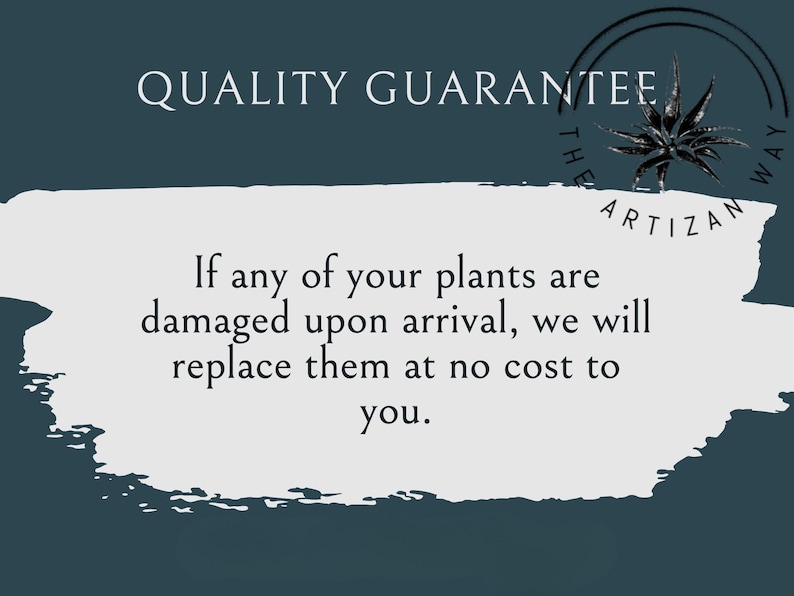 Op de afbeelding: Een donkerblauwe grafische afbeelding met een witte penseelstreek-achtergrond met de tekst QUALITY GUARANTEE. Daaronder staat de tekst: If any of your plants are damaged upon arrival, we will replace them at no cost to you. Een logo met een plantpictogram bevat de tekst THE ARTIZAN WAY.