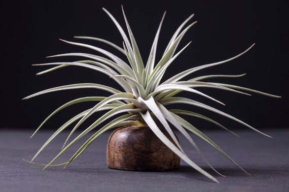 Tillandsia Secunda Silver Hybrid Seedlings - Air Plant | Indoor House Plant,  Easy Care Plant, Office Plant, Bromeliad, Air Plants - Etsy