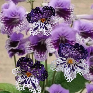 Puede incluir: Tres flores de ganchillo de color morado y blanco con intrincados detalles de encaje. Las flores están dispuestas delante de una planta en maceta con flores moradas y blancas.