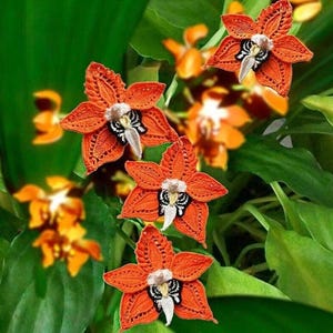 May include: Three orange crocheted flowers with intricate lace detailing, featuring a central white and black patterned accent. The flowers are arranged vertically against a background of green leaves and blurred orange blossoms with text Tanitka Lace.