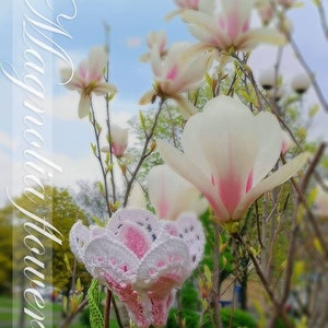 May include: A photograph of a magnolia flower in bloom, with white petals and pink accents. The image includes a crocheted flower with white and pink details. Text on the image reads "Magnolia flower" and "Tanitka Lace flower pattern."
