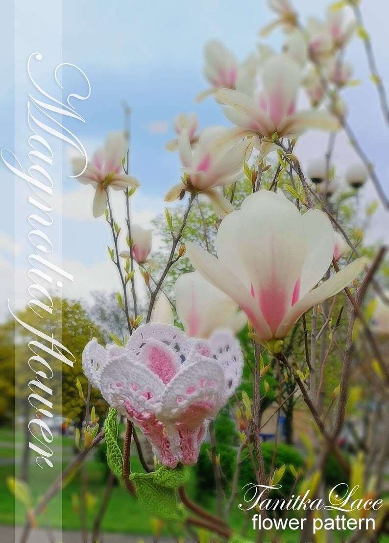 May include: A photograph of a magnolia flower in bloom, with white petals and pink accents. The image includes a crocheted flower with white and pink details. Text on the image reads "Magnolia flower" and "Tanitka Lace flower pattern."