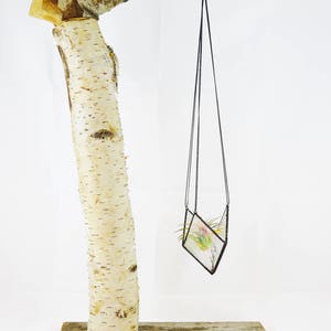 May include: A decorative air plant holder featuring a geometric glass terrarium suspended from a natural birch branch. The terrarium contains an air plant with green and yellow foliage. The birch branch is supported by a wooden base.