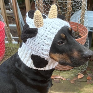 May include: A black and brown dog wearing a white crocheted cow hat with black spots and brown horns.