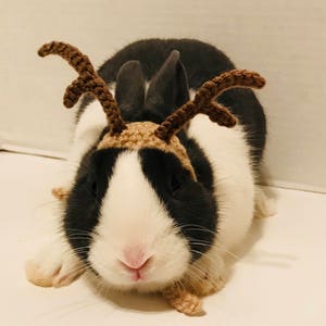 May include: A black and white rabbit wearing a brown crocheted reindeer antler headband. The rabbit has a pink nose and is lying down. The antlers are a darker brown color.