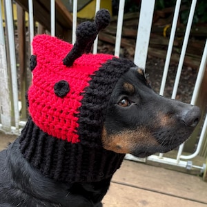 Op de afbeelding: Een zwarte hond die een rode en zwarte gehaakte lieveheersbeestjesmuts draagt. De muts heeft zwarte stippen en een zwarte antenne.
