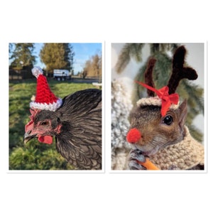 Op de afbeelding: Een zwarte kip met een rode en witte kerstmanmuts en een grijze eekhoorn met een rood en wit rendierkostuum met gewei.