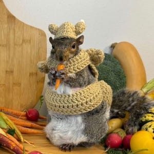 Könnte beinhalten: Ein graues Eichhörnchen trägt einen braunen Häkelhut und einen Schal und hält eine Karotte in seinen Pfoten. Das Eichhörnchen ist von Gemüse umgeben, darunter Karotten, Radieschen und Kürbis.