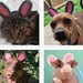 see more listings in the Patterns- Pet Costumes section