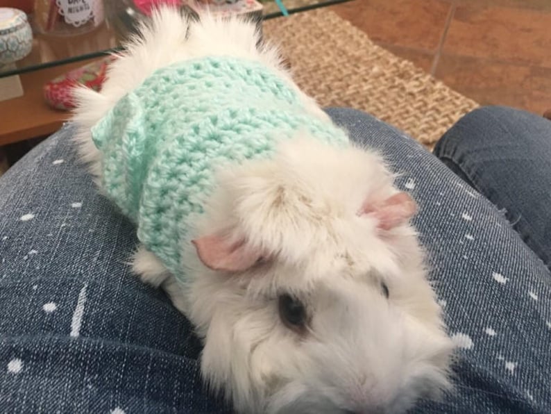 Guinea Pig Clothes Guinea Pig Sweater Skinny Pig Sweater Etsy