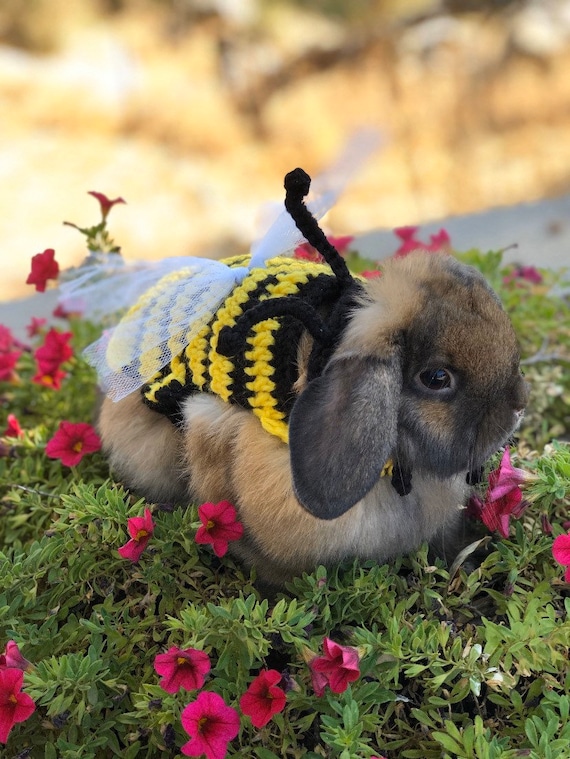 Déguisement de lapin, Déguisement de bourdon, Tenue de bourdon, Vêtements  de lapin, Déguisement d'Halloween, Déguisement de printemps, Déguisement  d'insecte, Chapeau de lapin -  France