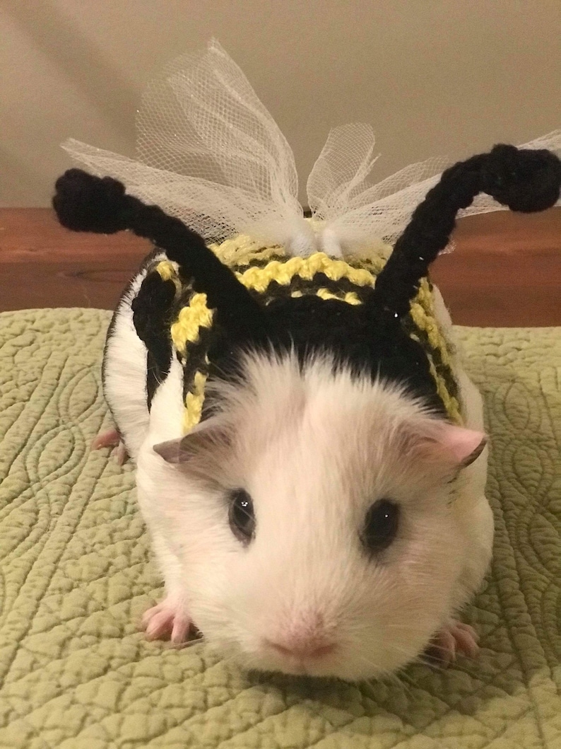 33+ Diy guinea pig costumes ideas 44 Fashion Street