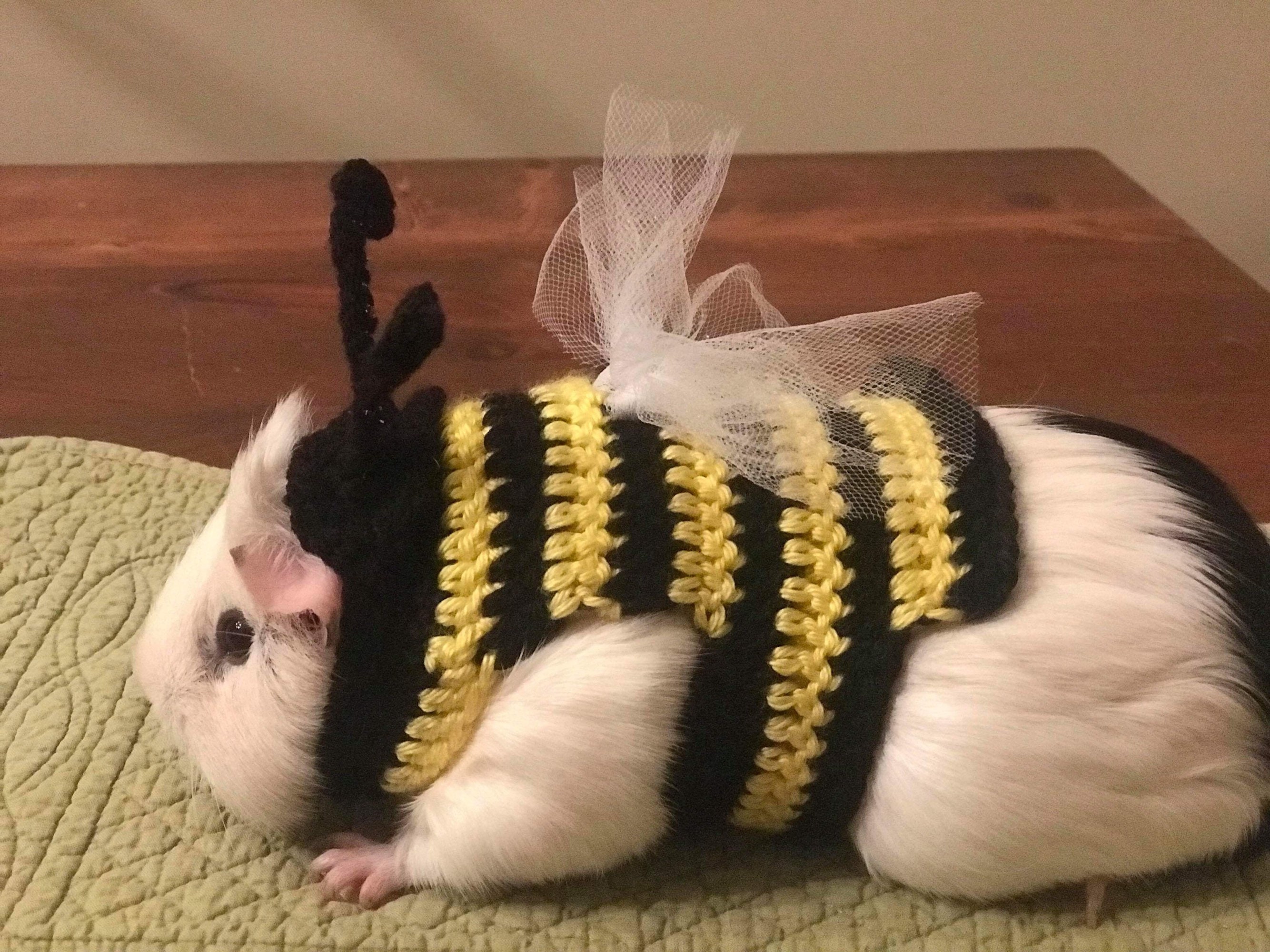 Guinea Pig Bumble Bee Costume, Outfit, Clothes, Halloween Spring Bug Hat