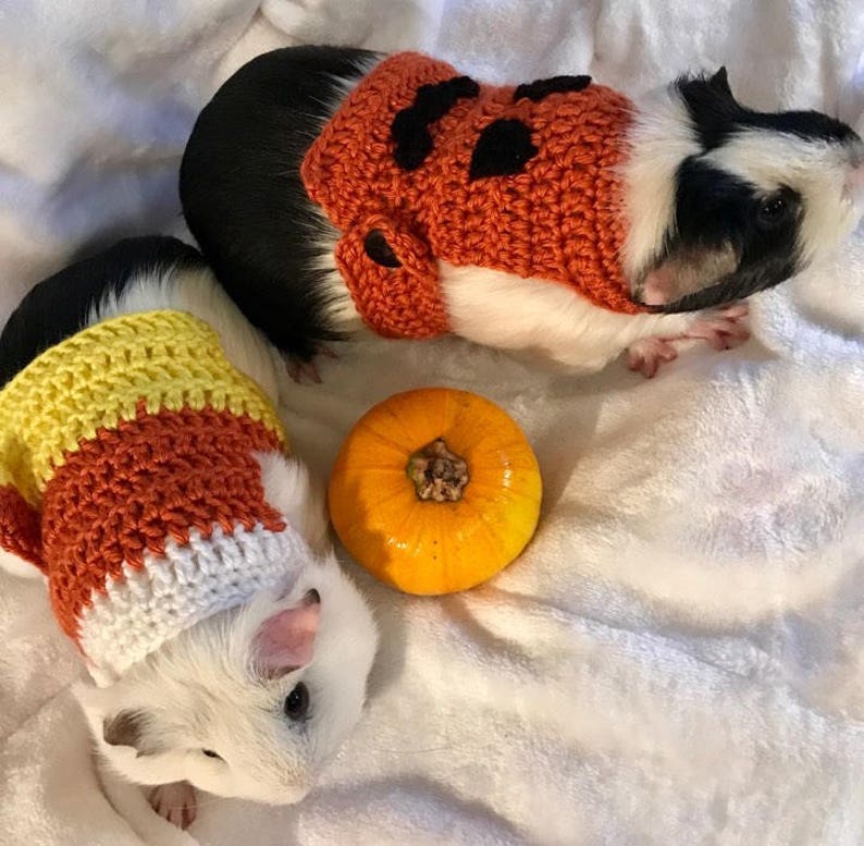 Guinea Pig Clothes Candy Corn Costume Halloween Costume Etsy