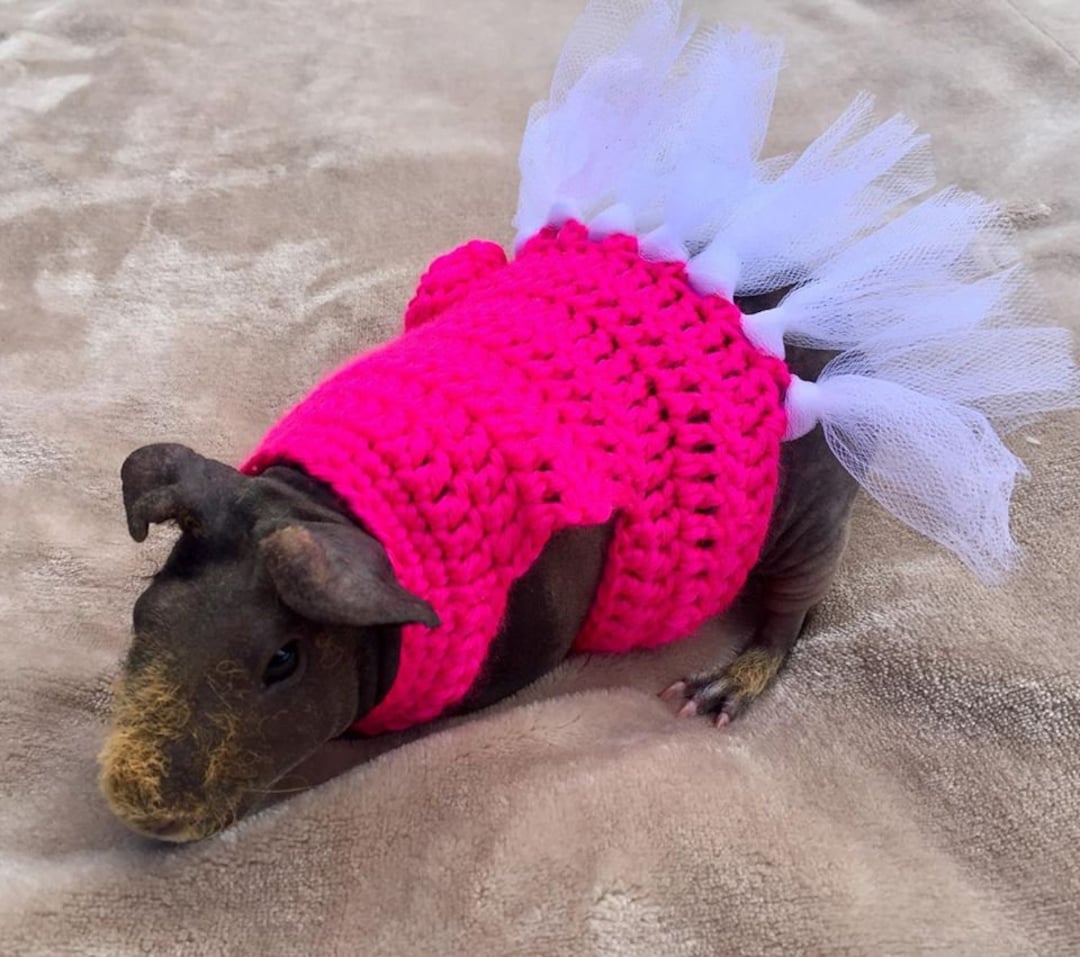 Guinea Pig Ballerina Costume, Guinea Pig Clothes, Skinny Pig Sweater Etsy