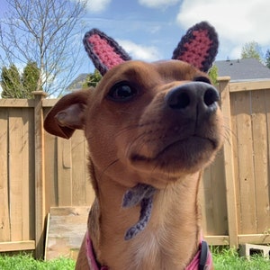 Crochet Pattern Bunny Ears for Pets, Rabbit Ears for Pets Crochet Pattern image 5