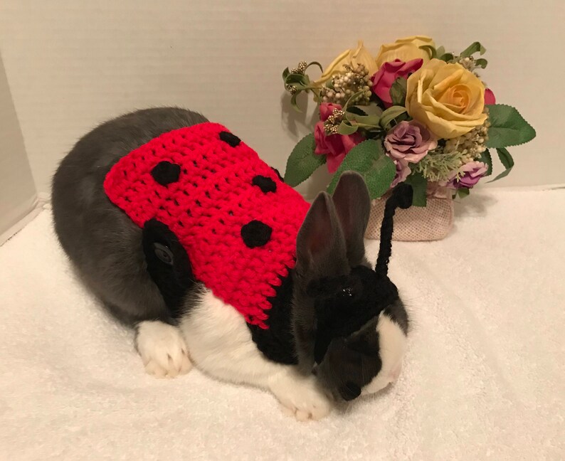 Rabbit Costume Rabbit Ladybug Costume Rabbit Clothes Rabbit | Etsy