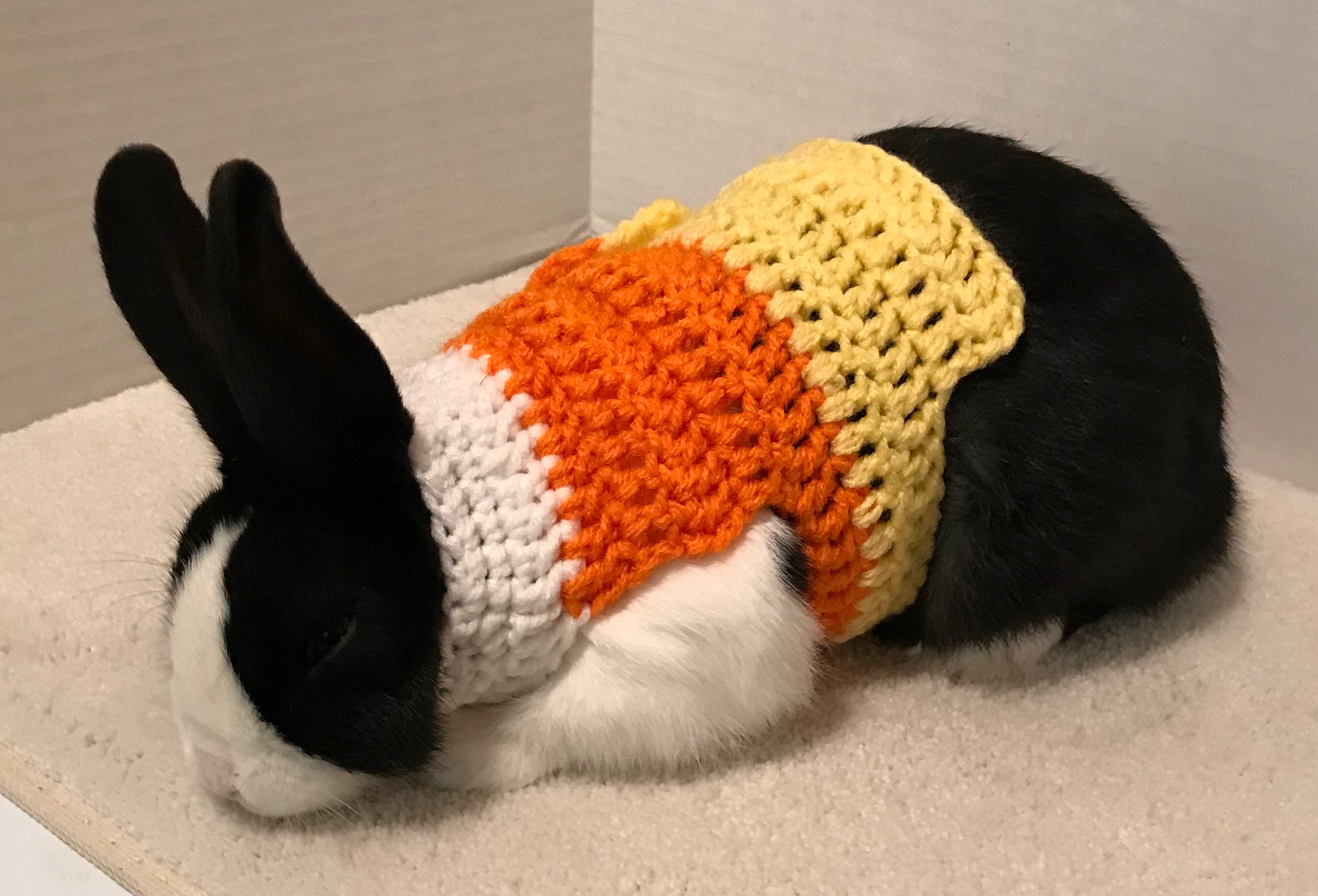 pet rabbit sweater