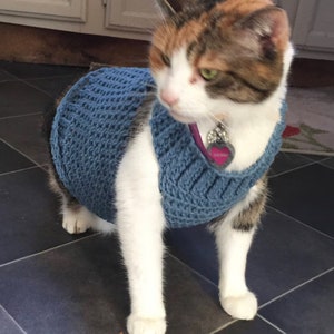Pu&ograve; includere: Un gatto calico con un maglione di lana blu. Il gatto &egrave; in piedi su un pavimento piastrellato.