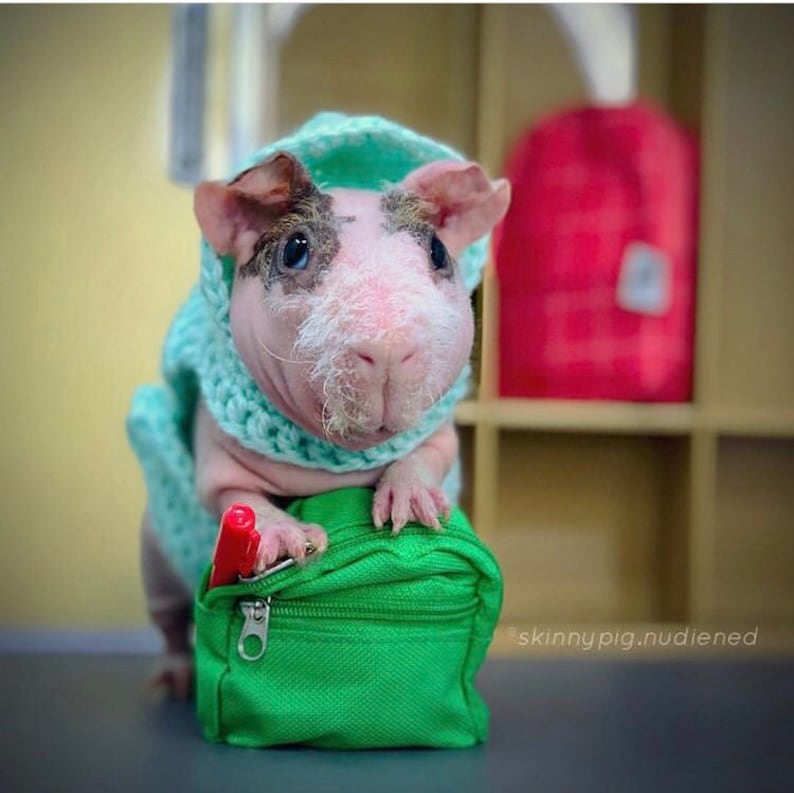 Guinea Pig Hoodie Guinea Pig Clothes Guinea Pig Sweater Etsy Denmark