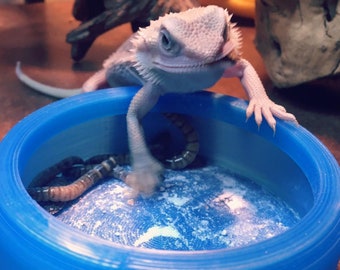Stroodies CLEARANCE Large Bug-Resistant Reptile Food Bowl for Leopard Geckos & Bearded Dragons