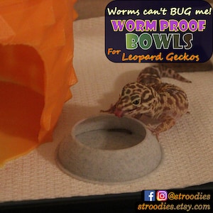 May include: A leopard gecko eats a worm from a gray ceramic bowl. The bowl is designed to be "worm proof" for leopard geckos. The text "Worms can't BUG me! WORM PROOF BOWLS For Leopard Geckos" is in the upper right corner of the image. The text "f@stroodies stroodies.etsy.com" is in the lower right corner of the image.