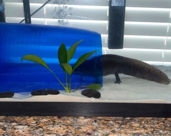Op de afbeelding: Een zwarte axolotl met een witte buik zwemt in een blauw en wit aquarium. De axolotl is gedeeltelijk verborgen achter een blauwe plastic buis. Er is een groene plant in het aquarium.