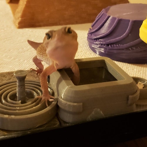 Stroodies Fourpack Premium Food Bowl for Leopard Geckos Etsy