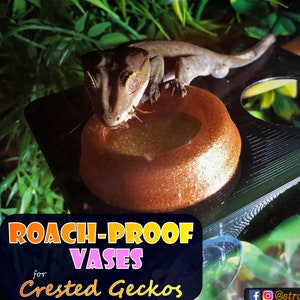 Stroodies 2oz Dubia-Proof Vases for Crested Geckos