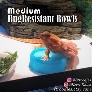Stroodies CLEARANCE Medium-Sized BugResistant Bowls for Leos