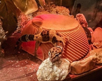 Stroodies MoonHut Leopard Gecko Hide with Moon Roof