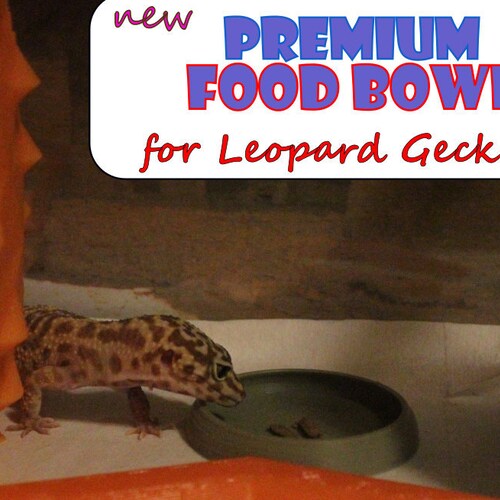 Stroodies Wormproof Bowl for Geckos Etsy