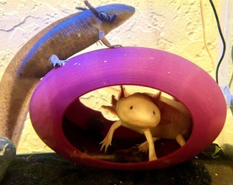 Op de afbeelding: Een donkerbruine axolotl met zichtbare kieuwen zit bovenop een gladde, ovaalvormige schuilplaats van magentakleurig plastic, terwijl een lichte, leucistische axolotl met donkere ogen en rode kieuwen in het midden van de magentakleurige structuur staat.